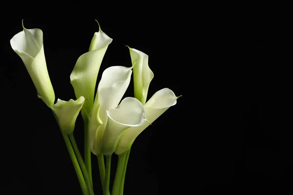 Beautiful calla lily flowers on black background, space for text