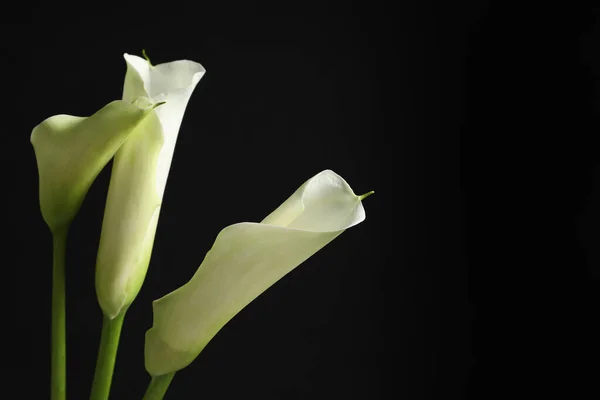 Gyönyörű Kála Liliom Virágok Fekete Háttér Hely Szöveg — Stock Fotó