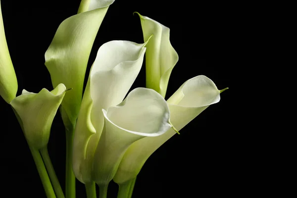 Beautiful calla lily flowers on black background, closeup