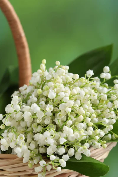 stock image Wicker basket with beautiful lily of the valley flowers on blurred green background, closeup