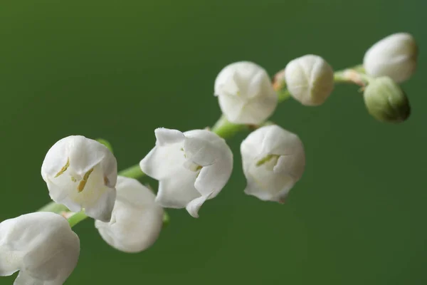 Bunga Bakung Indah Lembah Bunga Dengan Latar Belakang Hijau Kabur — Stok Foto