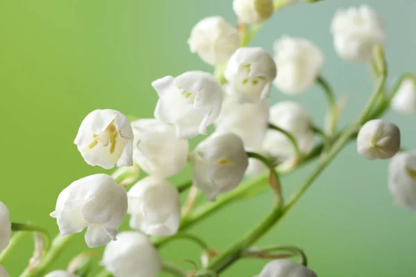 Vacker Lilja Dalen Blommor Suddig Grön Bakgrund Närbild — Stockfoto