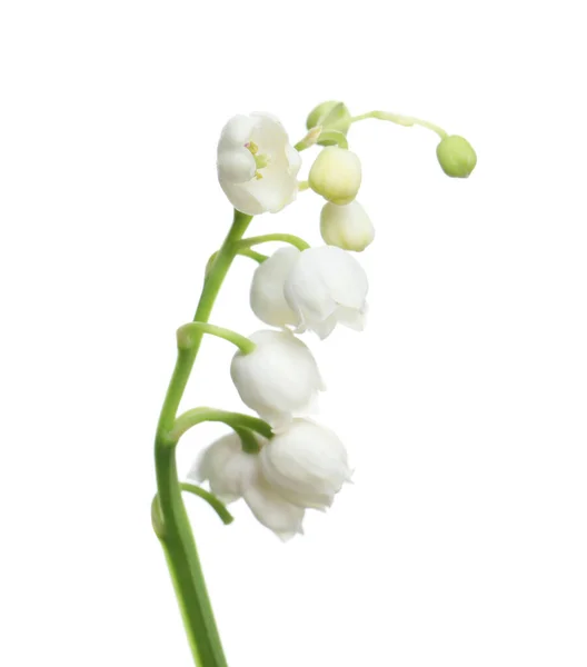 Piękna Lilia Doliny Kwiat Białym Tle — Zdjęcie stockowe