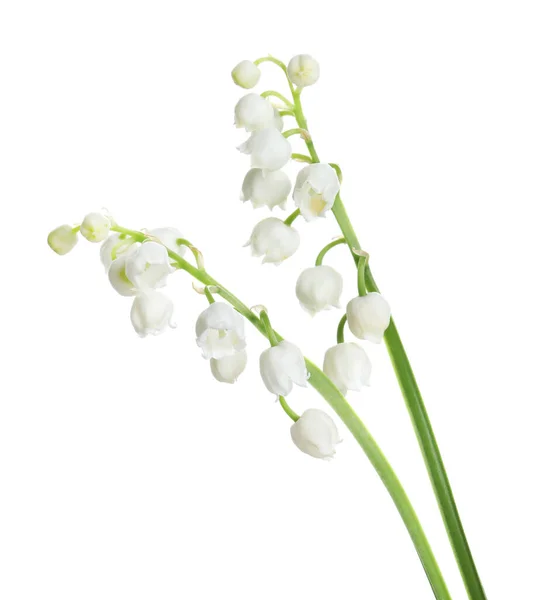 Mooie Lelie Van Vallei Bloemen Witte Achtergrond — Stockfoto