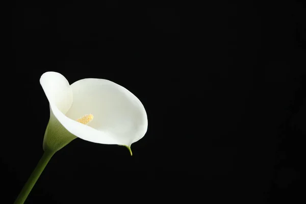 Beautiful calla lily flower on black background. Space for text