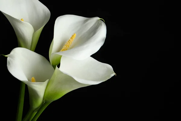 Vackra Kalla Lilja Blommor Svart Bakgrund Närbild Plats För Text — Stockfoto