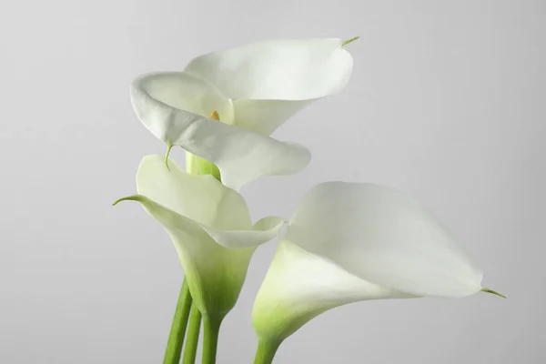 白い背景に美しいカラスユリの花 クローズアップ — ストック写真