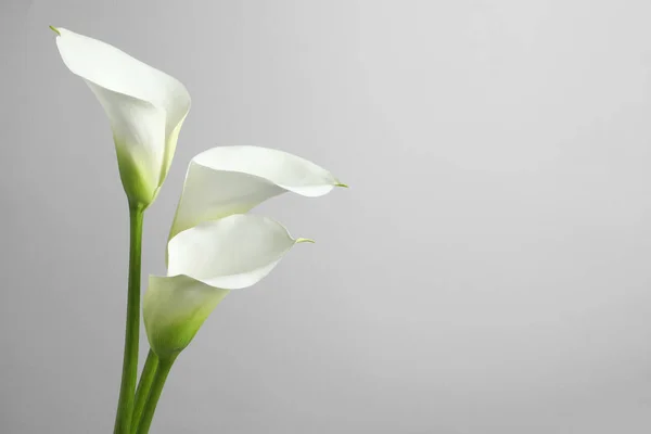 Bunga Calla Lily Yang Indah Dengan Latar Belakang Putih Ruang — Stok Foto