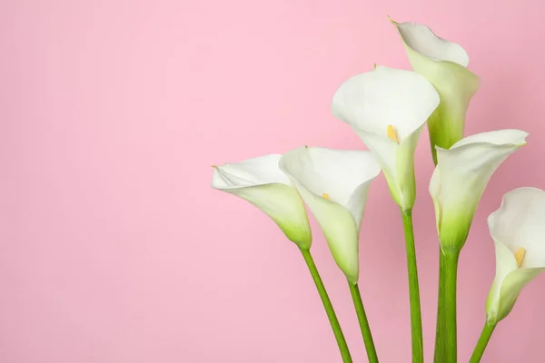 Mooie Calla Lelie Bloemen Roze Achtergrond Ruimte Voor Tekst — Stockfoto