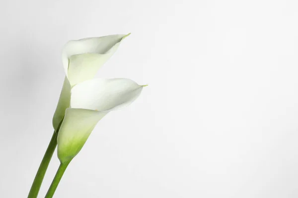 Жизнерадостные Цветы Белом Фоне Пространство Текста — стоковое фото