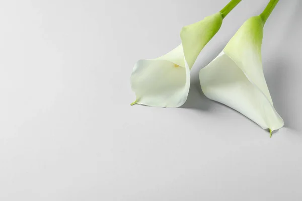 Mooie Calla Lelie Bloemen Witte Achtergrond Ruimte Voor Tekst — Stockfoto