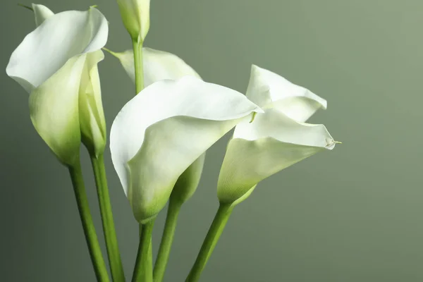 Красивые Калла Лилия Цветы Оливковом Фоне Крупным Планом — стоковое фото