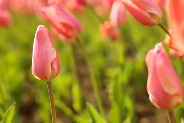 Gyönyörű Színes Tulipánok Nőnek Virágágyásban Közelről Szöveg Helye — Stock Fotó