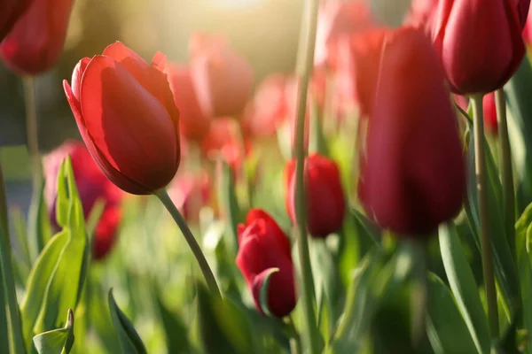 Piękne Czerwone Tulipany Rosnące Zewnątrz Słoneczny Dzień Zbliżenie — Zdjęcie stockowe