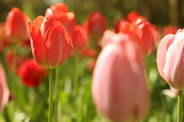 Gyönyörű Fényes Tulipán Szabadban Napsütéses Napon Közelkép — Stock Fotó