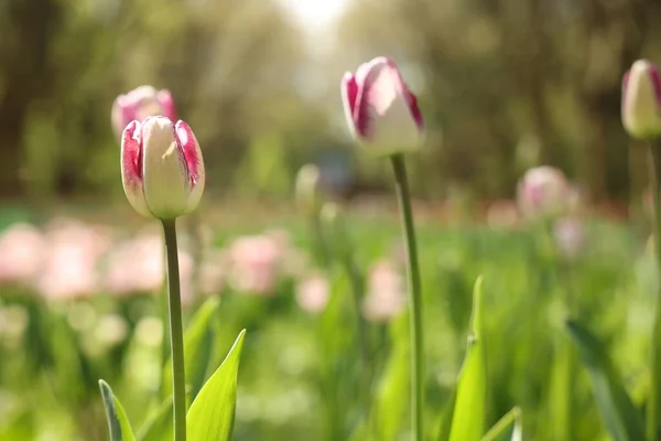 Belles Tulipes Lumineuses Poussant Extérieur Jour Ensoleillé Gros Plan Espace — Photo