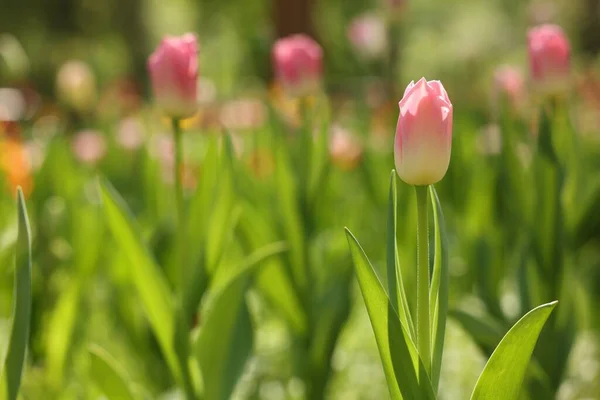 Belles Tulipes Roses Poussant Extérieur Jour Ensoleillé Gros Plan Espace — Photo