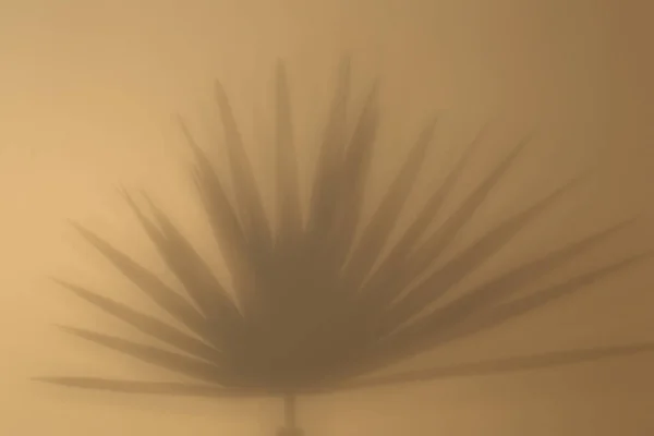 热带棕榈叶在米色背景上的阴影 — 图库照片