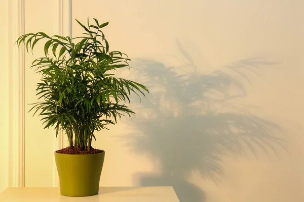 Chamaedorea Pflanze Wirft Schatten Auf Beige Wand — Stockfoto
