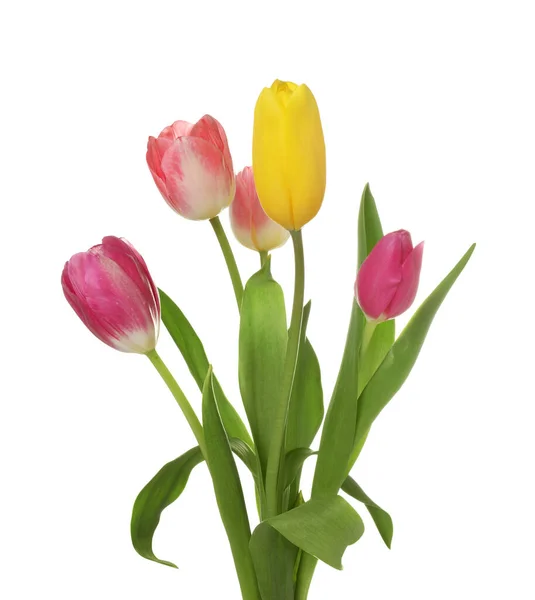 Piękne Kolorowe Kwiaty Tulipan Izolowane Białym — Zdjęcie stockowe