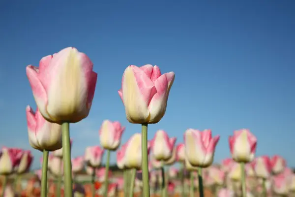 Piękny Różowy Tulipan Kwiaty Przed Błękitnym Niebem Niski Kąt Widzenia — Zdjęcie stockowe