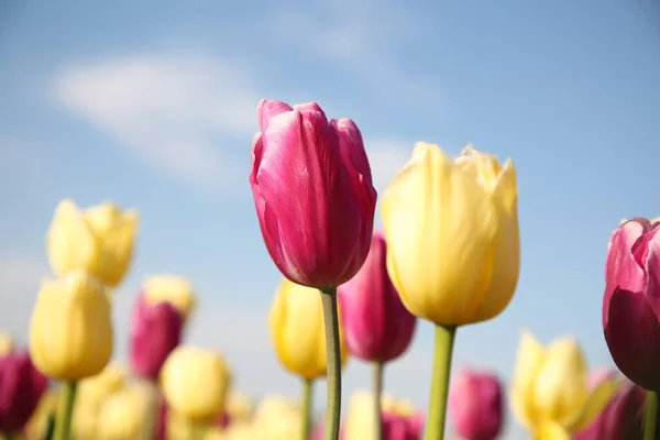 Belles Fleurs Tulipes Colorées Contre Ciel Bleu Gros Plan — Photo