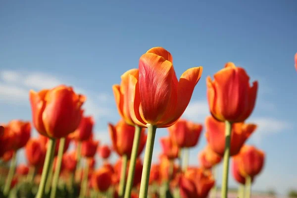 Piękne Czerwone Kwiaty Tulipana Rosnące Tle Błękitnego Nieba Zbliżenie — Zdjęcie stockowe