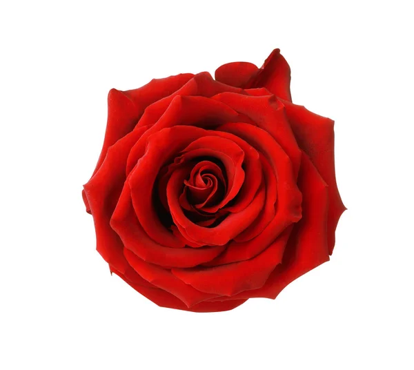 Beautiful Fresh Red Rose Isolated White — Stock Photo, Image