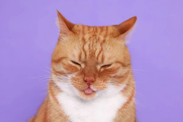 Cute Cat Showing Tongue Lilac Background — Stock Photo, Image