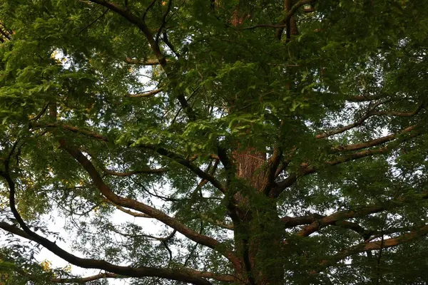 Krásný Výhled Strom Zelenými Listy Rostoucí Venku — Stock fotografie