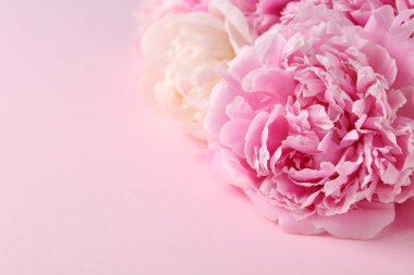 Pembe arka planda güzel şakayıklar, yakın plan. Metin için boşluk