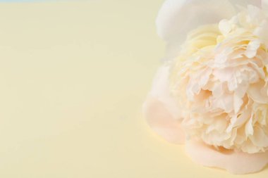 Bej arka planda güzel bir şakayık çiçeği, yakın plan. Metin için boşluk