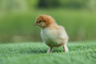 Cute chick on green artificial grass outdoors, closeup. Baby animal clipart