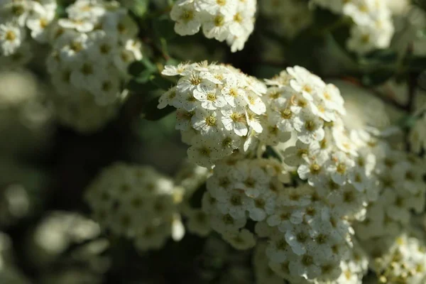 Hermoso Arbusto Espiraea Con Flor Blanca Día Soleado Primer Plano — Foto de Stock