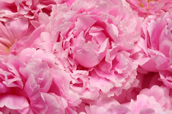 Hermosas Flores Peonía Aromática Como Fondo Primer Plano — Foto de Stock