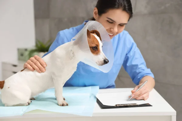 Veterinär Och Söt Jack Russell Terrier Hund Bär Medicinsk Plast — Stockfoto