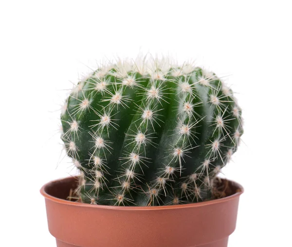 Schöner Grüner Kaktus Topf Isoliert Auf Weiß Tropische Pflanze — Stockfoto