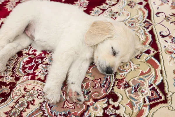 Cute little puppy sleeping on vintage carpet