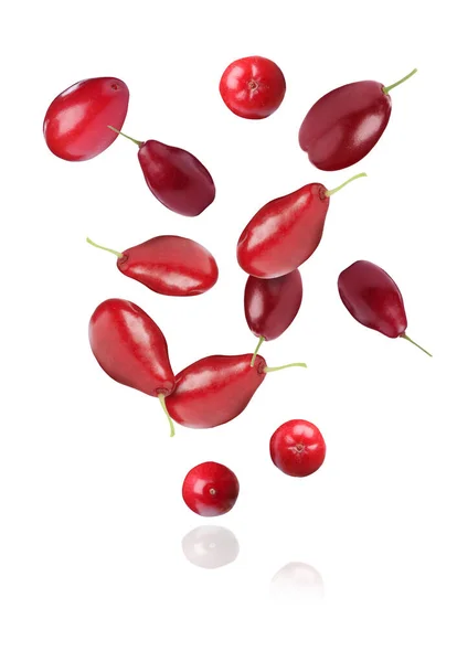 Many Fresh Dogwood Berries Falling White Background — Stock Photo, Image