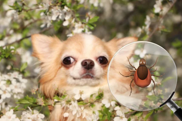 木の枝にかわいい犬とティック付き虫眼鏡のイラスト 選択的な焦点 — ストック写真