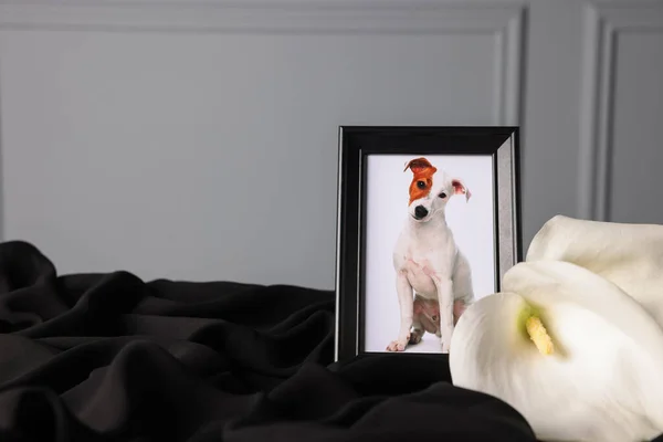 Pet funeral. Frame with picture of dog and calla flowers on black cloth, closeup. Space for text