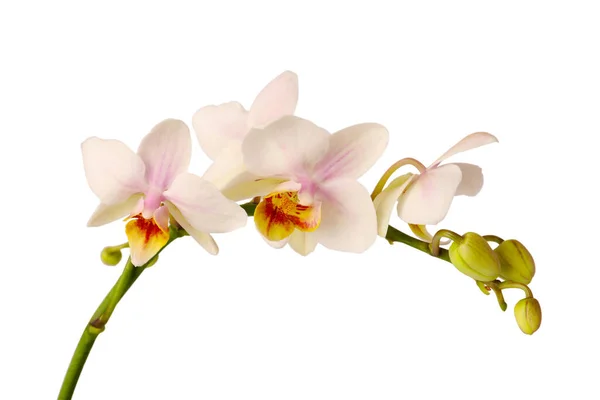 Κλάδος Όμορφα Λουλούδια Ορχιδέα Λευκό Φόντο Closeup — Φωτογραφία Αρχείου