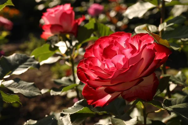 Όμορφα Τριαντάφυλλα Ανθίζουν Ηλιόλουστη Μέρα Έξω Κοντινό Πλάνο Χώρος Για — Φωτογραφία Αρχείου
