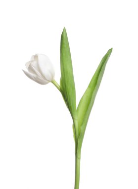 Beyaz tenli, narin bir lale.