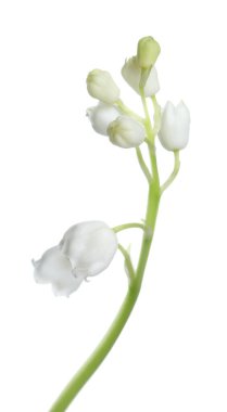 Beyaz arka planda vadi çiçeğinin güzel zambağı