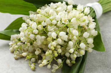 Vadi çiçeğinin güzel zambağı Gri masada, yakın plan