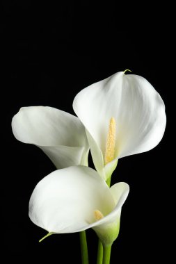 Siyah arka planda güzel zambak çiçekleri