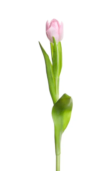 Hermoso Tulipán Delicado Aislado Blanco —  Fotos de Stock