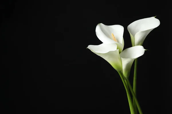 Beautiful calla lily flowers on black background. Space for text