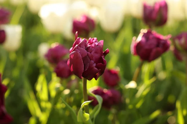 Belle Tulipe Colorée Poussant Dans Lit Fleurs Gros Plan — Photo